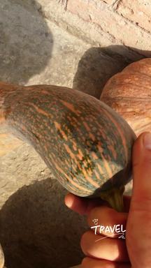 马边沃土的摘珍时刻：成熟南瓜的采摘帧，藏着农产的生长与收获