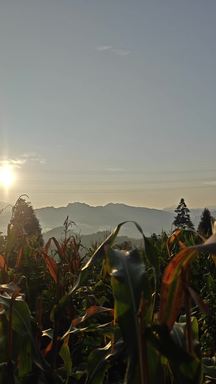 这就是马边山里普普通通的一个早上。太阳缓缓翻过山头，层层远山笼罩淡淡的雾气，地里的玉米慢慢走向成熟。
大山的清晨，安静又治愈。有多少人想来山里体验一回？