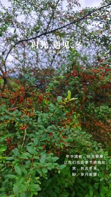 山野野果熟，初冬的第一口甜来自林间