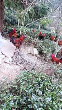 林涧植被里的 “土味灵动”：马边散养土鸡，啄食山野的鲜爽底气