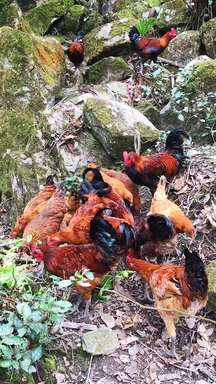 彝乡山野苔藓岩间：土鸡群穿梭草木缝隙 啄食落叶的原生野趣日常