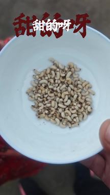 马边彝乡林野间的原生食材：白瓷碗盛起鲜采豆虫 藏在山野里的自然野物初貌