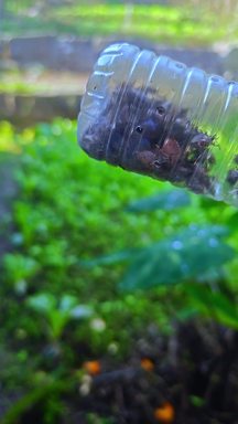 彝乡山野的日常鲜货：刚从林子里采回的打屁虫装了满满一瓶 是当地饭桌上的特色香肴