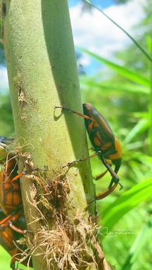 山野林间野物记：竹杆上攀附的鲜活竹虫 是山野秘境里的原生特色食材素材
