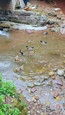 溪涧石边，鸭群戏水漾开山野闲趣